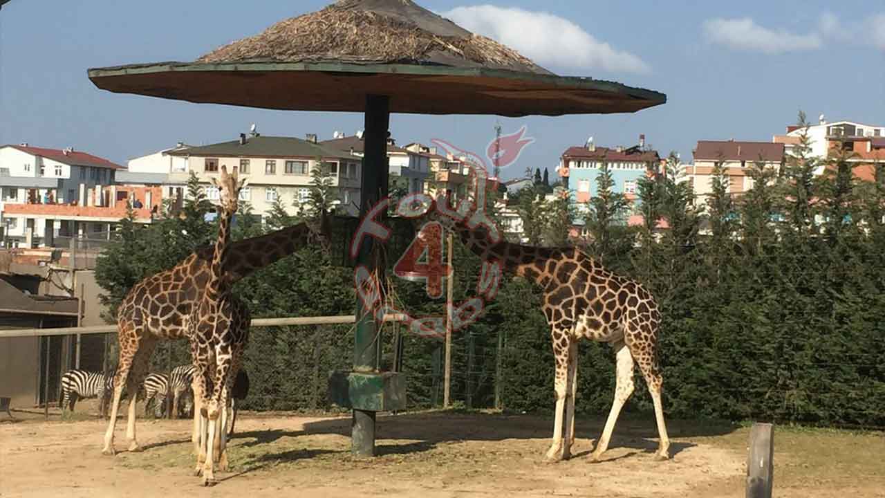 Darica Zoo Tour