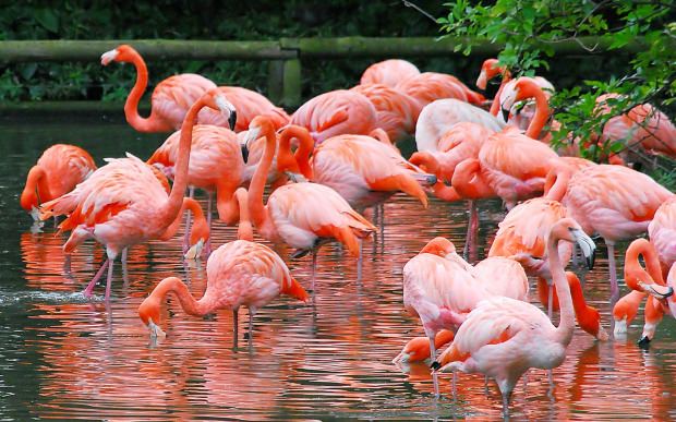 flamingo travel istanbul